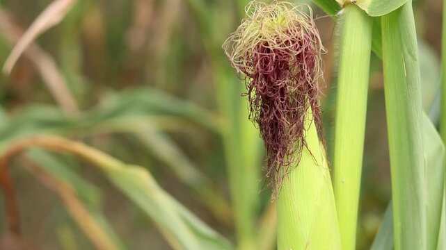 Ripening corn in a farm field under the open sky. Green leaves and corn cob. Professional cultivation of agricultural crops, crop production and food industry. Young corn cob close-up