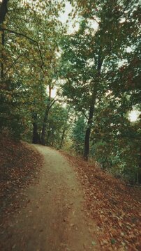 A nostalgic vertical video shot, gliding smoothly forward along a quiet dirt footpath through a lush green forest, with warm afternoon sunbeams filtering through the vibrant tree canopy.