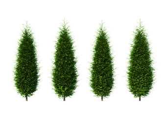Obraz premium Set of Four Evergreen Cypress Trees Isolated on White Background