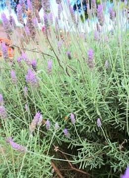 lavender field in Tarija, Bolivia