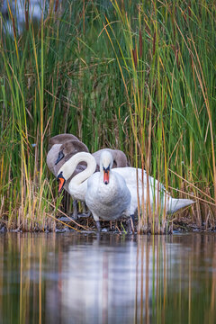 Group of Mute Swans (Cygnus olor) with adults and grown juvenile birds in grey plumage. Waterfowl family standing in the shallow water of a lake near a wall of tall reeds. 