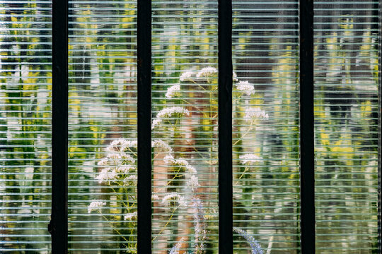 Woman behind a striped window with flowers in the background