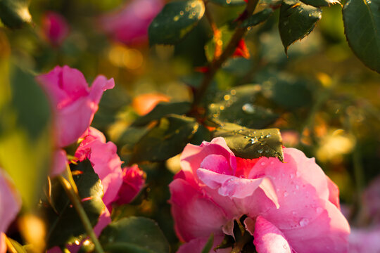 Water droplets on rose leaves after evening garden watering