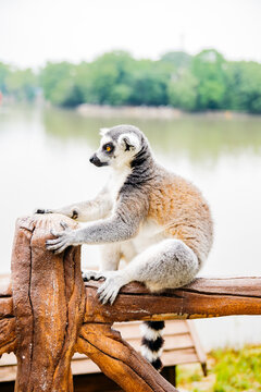 Lemur sits on a wooden log near a body of water in a park
