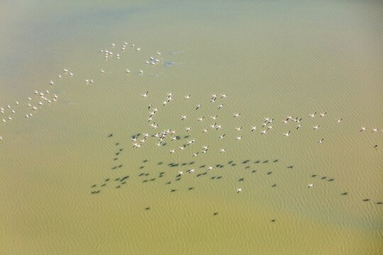 Aerial view of a large flock of flamingos flying over the shallow waters of the Gediz Delta, casting distinct shadows on the surface in Manisa, Turkey.