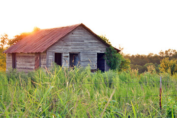 Weathered wooden barn with rusty tin roof in lush summer grass bathed in golden sunset light in rural Oklahoma © Rob