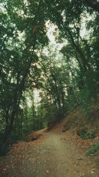 A nostalgic vertical video shot, gliding smoothly forward along a quiet dirt footpath through a lush green forest, with warm afternoon sunbeams filtering through the vibrant tree canopy.