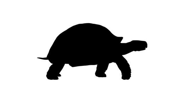 Black silhouette of a giant tortoise walking on white background