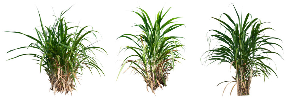sugar cane collection PNG transparent 