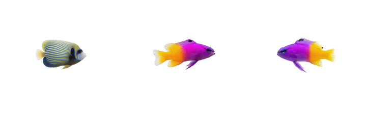 Colorful tropical reef fish collection isolated on white background, marine angelfish and purple yellow reef fish set for aquarium design, exotic ocean wildlife cutouts, underwater animal elements, PN