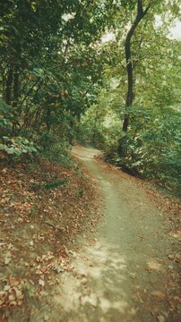 A nostalgic vertical video shot, gliding smoothly forward along a quiet dirt footpath through a lush green forest, with warm afternoon sunbeams filtering through the vibrant tree canopy.