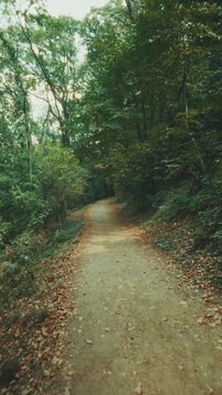 A nostalgic vertical video shot, gliding smoothly forward along a quiet dirt footpath through a lush green forest, with warm afternoon sunbeams filtering through the vibrant tree canopy.