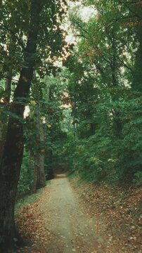 A nostalgic vertical video shot, gliding smoothly forward along a quiet dirt footpath through a lush green forest, with warm afternoon sunbeams filtering through the vibrant tree canopy.