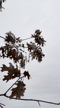 dry oak leaves, brown autumn foliage, leaves in the breeze, overcast sky, tree branch close up, late fall, winter transition, rustling leaves, seasonal nature, gray weather, outdoor footage, gentle