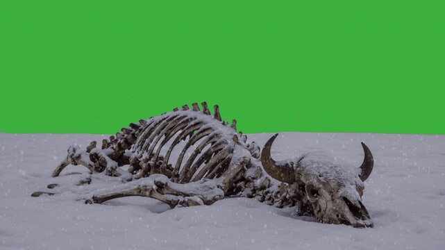 Bison skeleton in the snow green screen