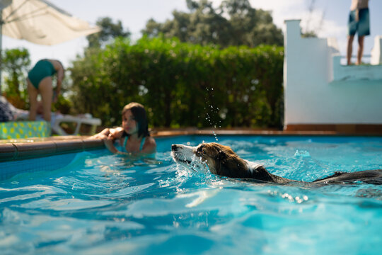 Dog swimming in pool