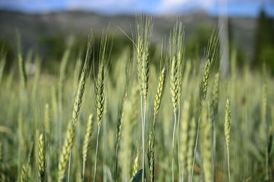 Young unripe green wheat plants growing in an agricultural field. Close-up of fresh green cereal crops in a farm field.