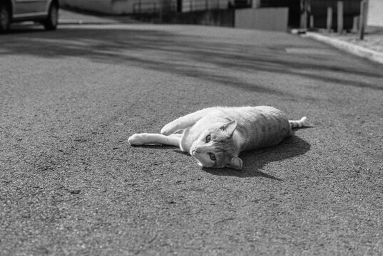 Resting Street Cat