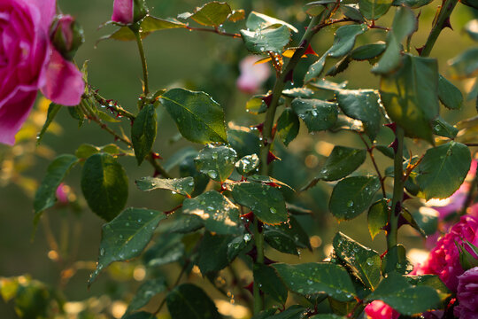 Blooming pink roses being watered during golden hour