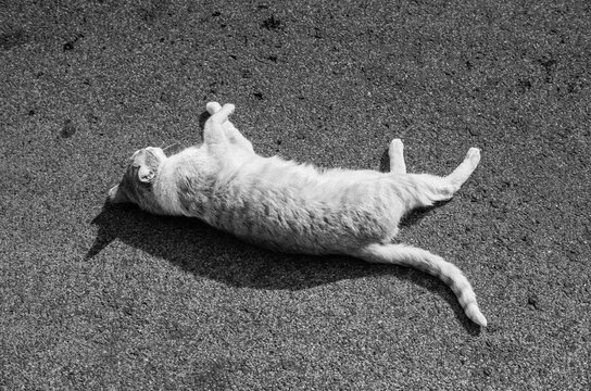 Cat on Pavement