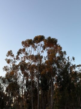 Tall bluegum eucalyptus forest under clear blue sky at golden hour