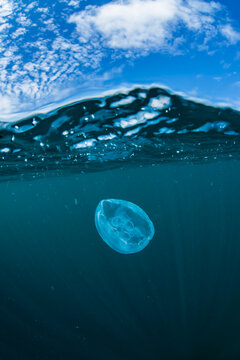 Moon jellyfish, Half-water view