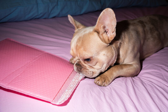 French Bulldog Chewing Pink Bubble Mailer On Bed