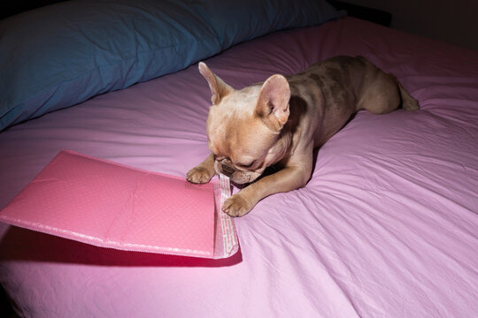 French Bulldog Chewing Pink Bubble Mailer On Bed
