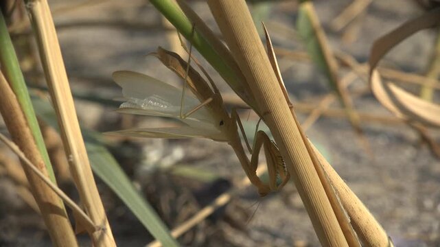 Brown morph praying mantis, Mantis religiosa, clinging head down on a dry reed stem with wings partly open, sunlit natural habitat, shallow depth of field