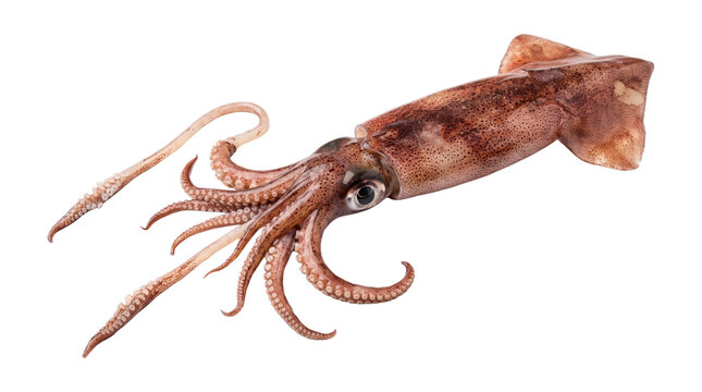 Close up view of brown squid with tentacles spread wide isolated on transparent background png graphic.