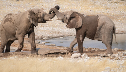 Two African Elephants sparring at a waterhole in Etosha National Park, Namibia, Africa © dvlcom