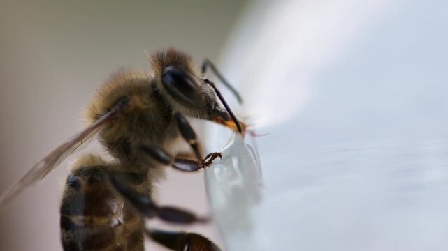 honey bee rests on a bowl with shallow water with sunlit stripes and folded wings capturing a quiet moment of hydration and survival in a harsh urban setting