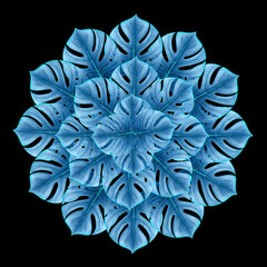 Abstract circular pattern made of blue monstera leaves on a black background. © MAKINOZACZ