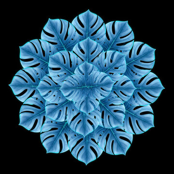 Abstract circular pattern made of blue monstera leaves on a black background.