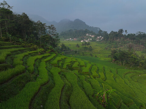 Aerial view of Cisalada Rice Terrace with lush green paddies, tropical trees, and misty mountains in the background in Pamijahan, West Java, Indonesia.