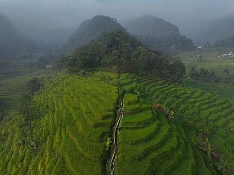Aerial view of Cisalada Rice Terrace featuring lush green terraced fields, a central irrigation channel, and misty mountains in Pamijahan, West Java, Indonesia.