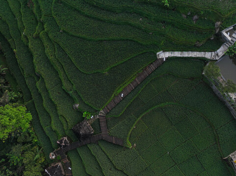Aerial view of Cisalada Rice Terrace featuring lush green terraced fields and a wooden walkway winding through the landscape in Pamijahan, West Java, Indonesia.