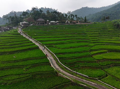 Aerial view of Cisalada Rice Terrace with lush green paddies, a winding paved path, and traditional buildings nestled against forested hills in Pamijahan, West Java, Indonesia.