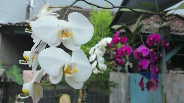 Beautiful white Phalaenopsis moth orchids blooming in a tropical garden setting
