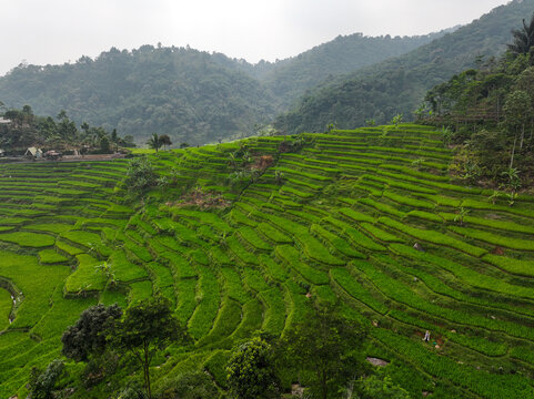 Aerial view of the lush green Cisalada Rice Terrace with terraced paddies carved into the hillsides, surrounded by dense tropical forest in Pamijahan, West Java, Indonesia.