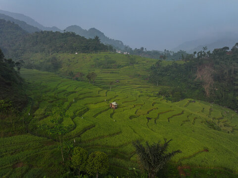 Aerial view of Cisalada Rice Terrace with lush green terraced fields, a small wooden hut, and surrounding hills in Pamijahan, West Java, Indonesia.
