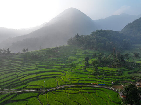 Aerial view of Cisalada Rice Terrace with lush green rice paddies nestled among misty mountains in Pamijahan, West Java, Indonesia.