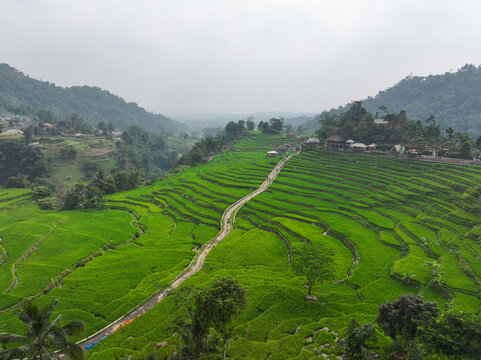 Aerial view of Cisalada Rice Terrace with lush green terraced fields and a winding path through the rural landscape in Pamijahan, West Java, Indonesia.