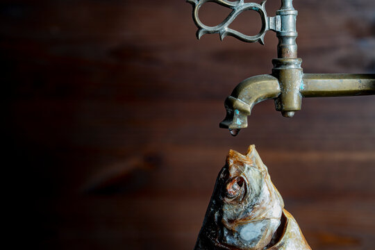 Dried fish under antique brass water tap concept. Closeup of dried cured fish head with open mouth under vintage bronze faucet with water drop on wooden background ecology thirst or survival concept