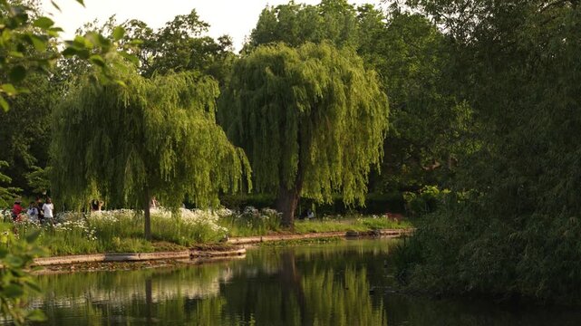 Weeping willows leaning over a still lake in a London park
