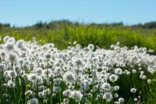 Polar flowers