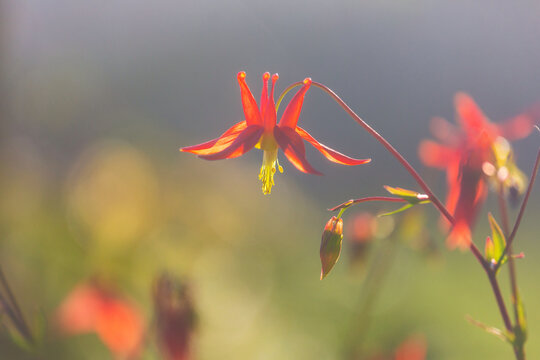 Wildflowers