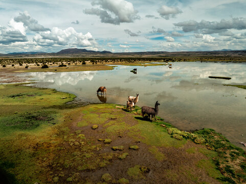 Aerial view of llamas grazing near a reflective pond in the Siloli Desert, Bolivia.