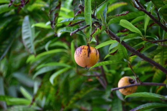 eggfruit on tree in forest