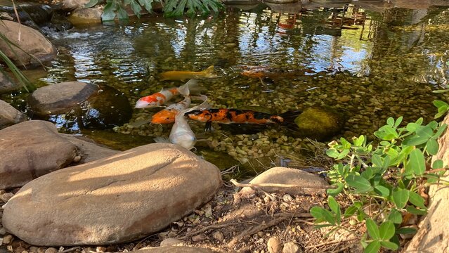 Peixes koi carpas laranja e branco nadando juntos em lago de jardim